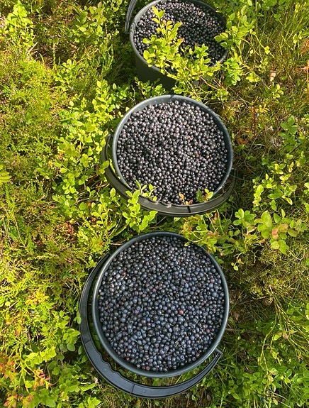 Mustikat myytävänä