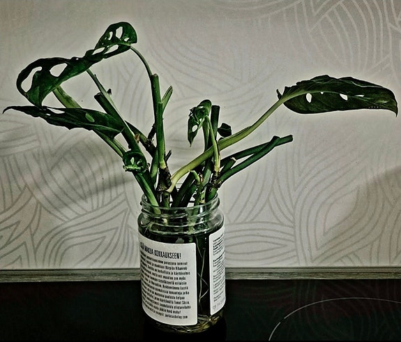 3x Monstera adansonii (Aarnipeikonlehti) pistokkaita