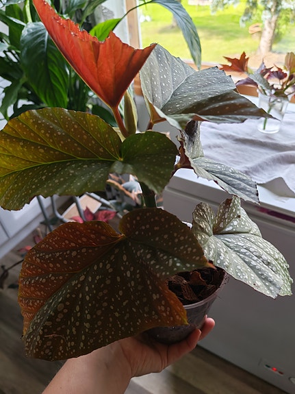 Begonia Enkelin siipi