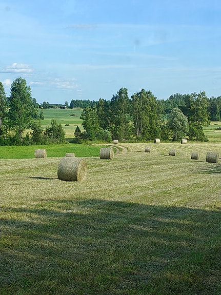 Kuivaa heinää