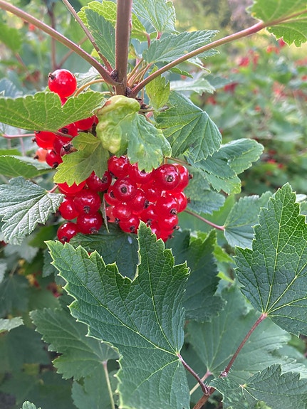 Punaisia viinimarjoja