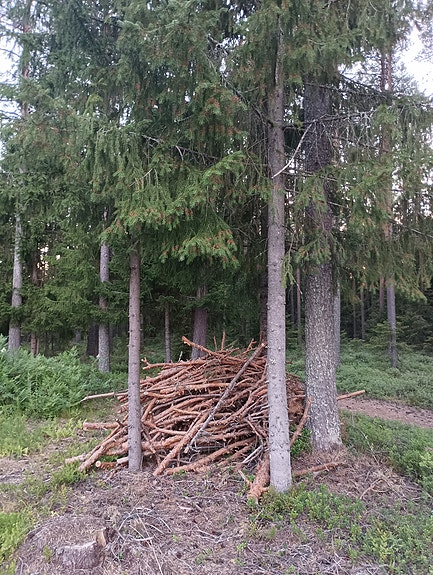 polttopuu rankaa