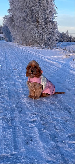 Koiran talvitakki pinkki-valkoinen