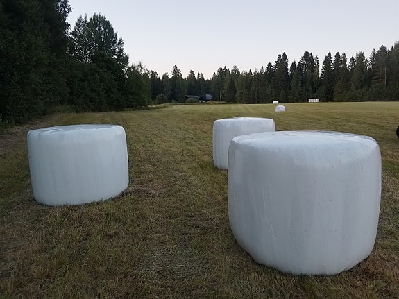 Esikuivattua heinää
