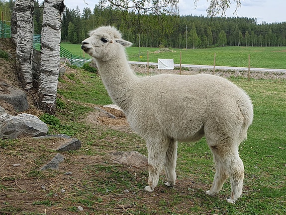 Alpakat