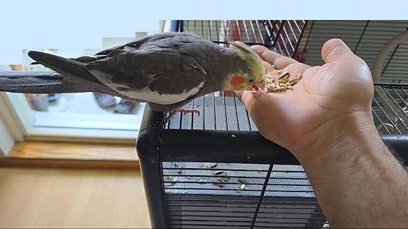 neitokakadu /cockatiel & cage