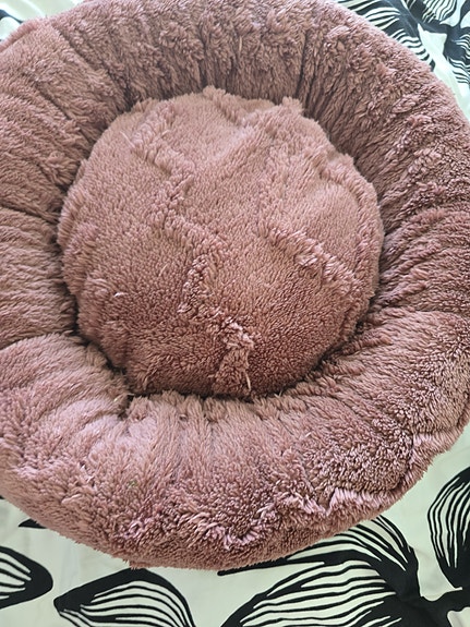 Koiran peti