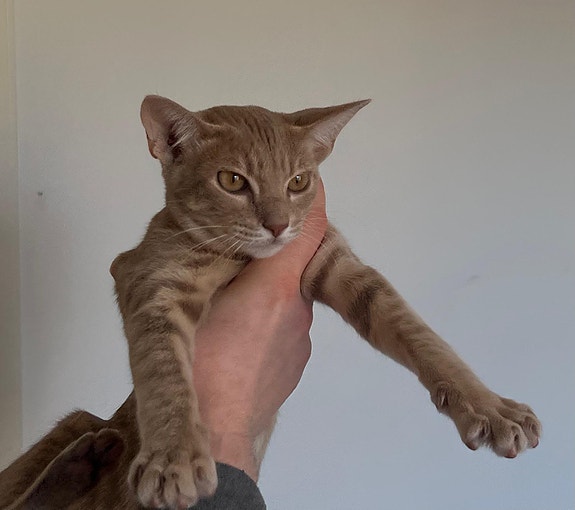 OCICAT lilatäplikäs poika pentu