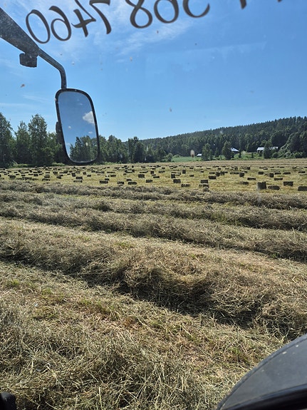 Pikkupaali heinää