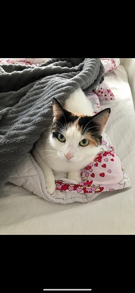 Leikattu maatiaistyttö kissa 7 v