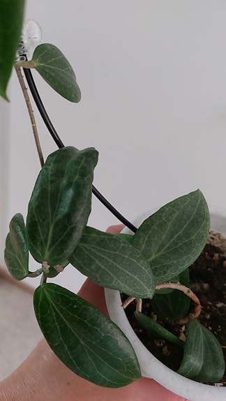 Hoya fitchii