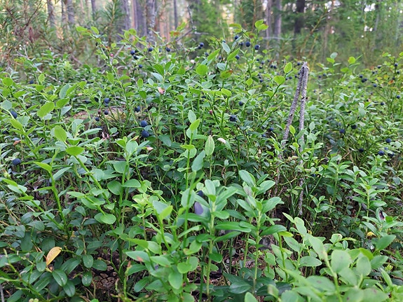 Tilauksesta mustikoita Jyväskylä-Äänekoski