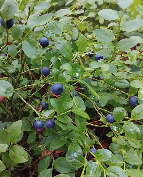 Mustikkaa myytävänä Helsingin Kampissa