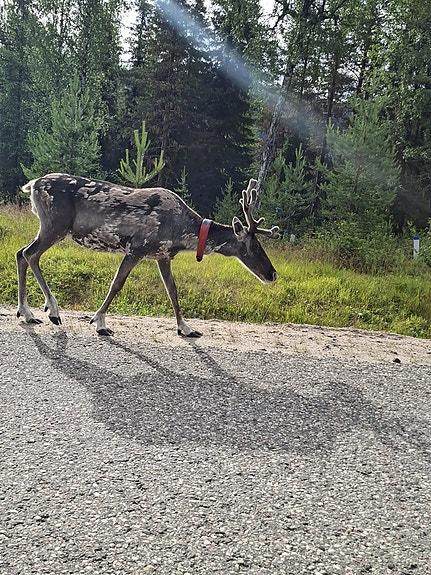 mönkijä tai traktori