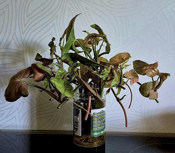 3x Muulinkorva 'Neon' -pistokkaat