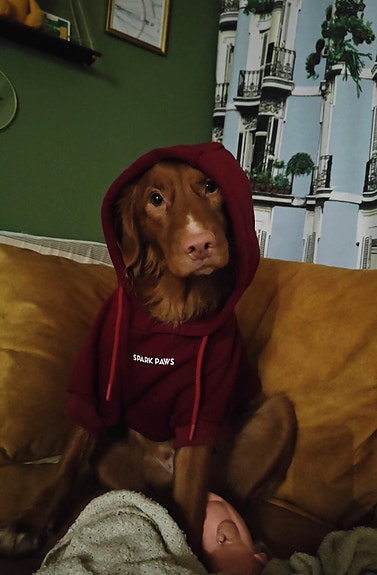 Koiran huppari, koko XL (vastaa M)
