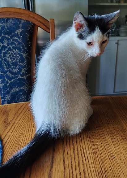 Kissanpentu
