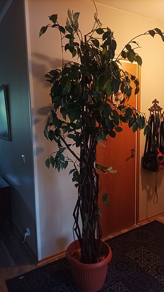 Iso viherkasvi ruukussa