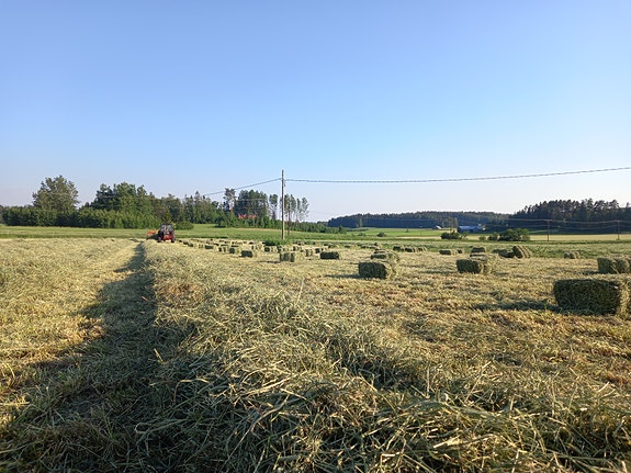 Heinää pikkupaaleissa