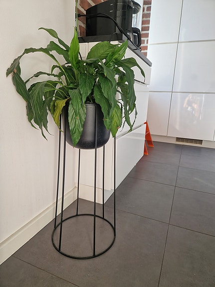 Korkea musta ruukku kasville