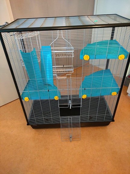 Kesyrottien häkki