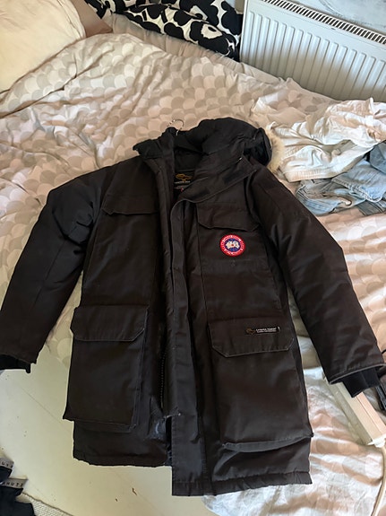 Canada goose