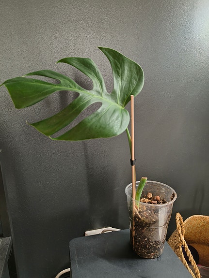 Monstera sierrana