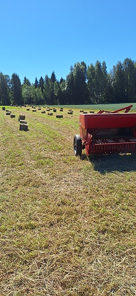 Heinää pikkupaaleissa.