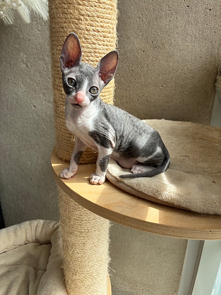 Cornish Rex tyttö pentu