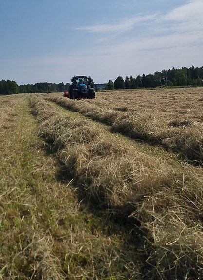 Kuivaa heinää pyöröpaaleissa