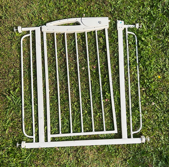 Koiraportti