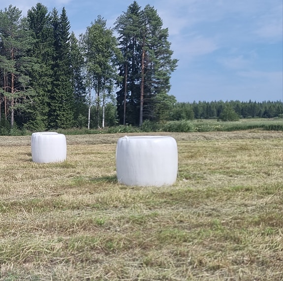 Kuivaa heinää pyöröpaaleissa