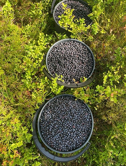 Mustikoita myytävänä 10L