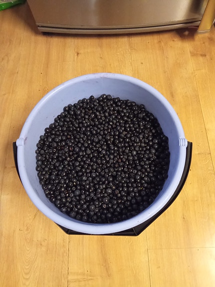 Mustikkaa myytävänä