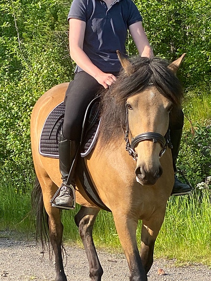 Kaunis ja rohkea 5-v sh-tamma. Lahjakas esteillä!