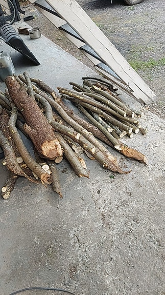 Kuivaa omenapuuta