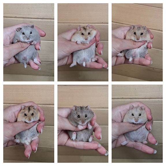 Kääpiöhamsteri Campbellin poikasia