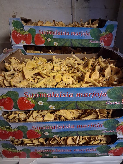 Kanttarelleja myytävänä
