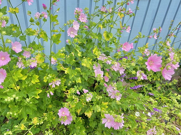 Malva perennaa vaaleanpunainen kukka