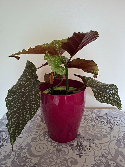 Enkelinsiipi/Begonia ruukkukasvi