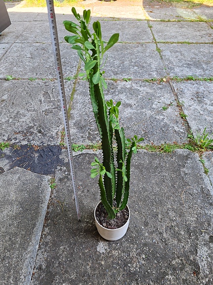 Tyräkki 70 cm