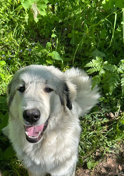 Pyreneittenkoira narttu