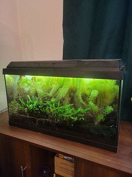 Akvaario 60l