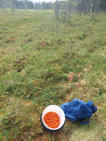 Hillaa myytävänä.