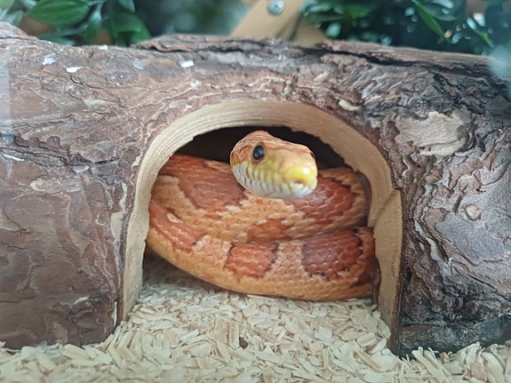 7 vuotias viljakäärme+terraario
