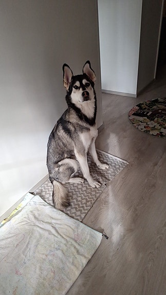 Sekarotuinen