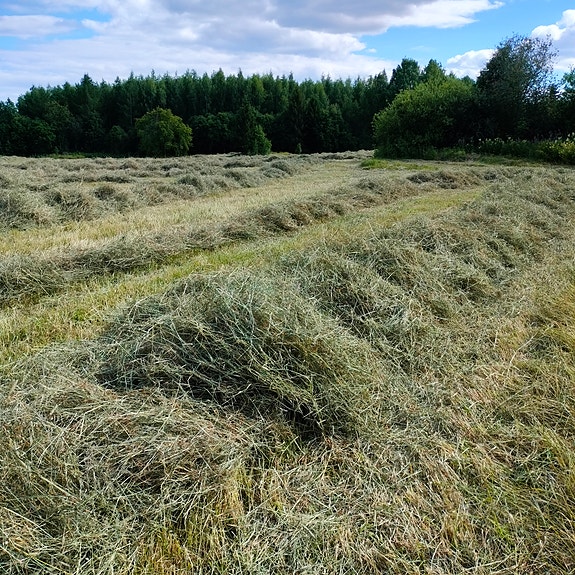 Myydään kuivaa heinää pyöröpaaleissa
