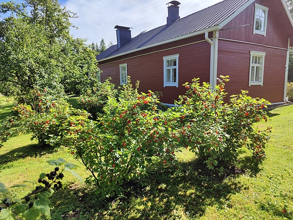 punaisia viinimarjoja