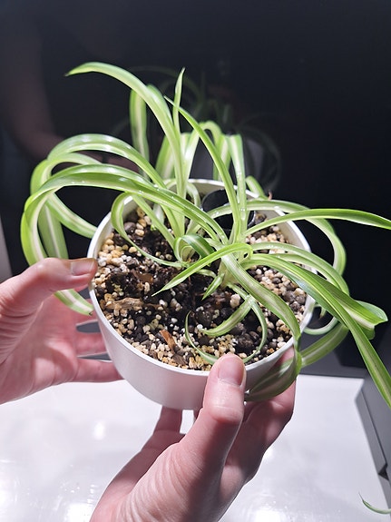 Rönsylilja (kihara) Orthex Pauliina 14 cm altakasteluruukussa