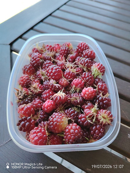Mesimarja